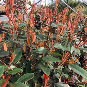 Photinia fraseri 'Little Red Robin'