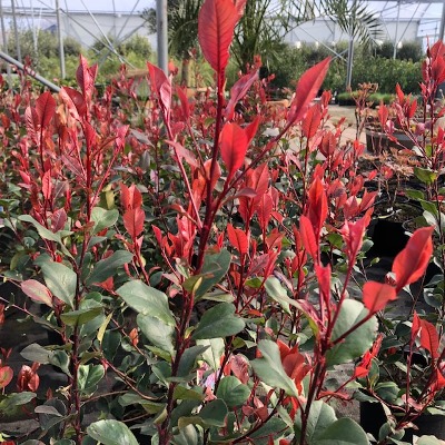 Photinia fraseri 'Red Robin'