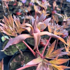 Paeonia suffruticosa geel (boompioen)