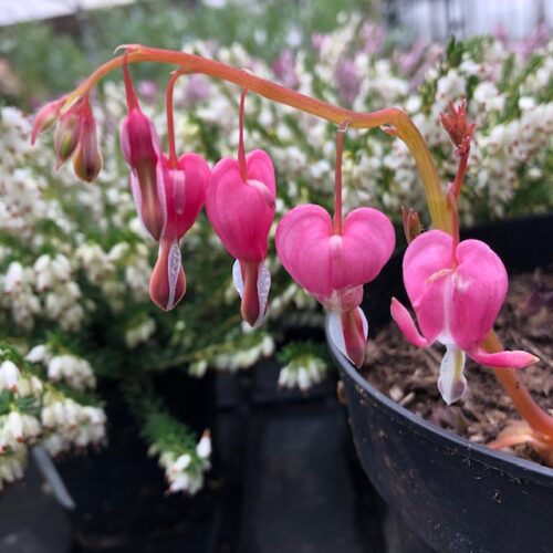 Dicentra Formosa 'Luxuriant' (Gebroken hartje), roze