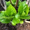 Hydrangea macrophylla wit
