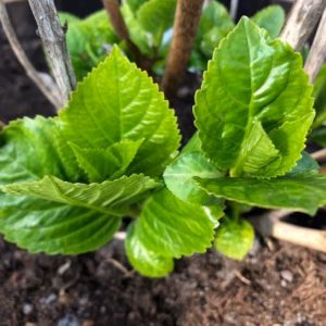 Hydrangea macrophylla wit