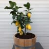 Half wijnvat vat 15 liter met Citrus Lemon (Citroenplant)