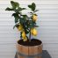 Half wijnvat vat 15 liter met Citrus Lemon (Citroenplant)