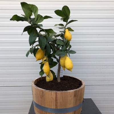 Half wijnvat vat 15 liter met Citrus Lemon (Citroenplant)