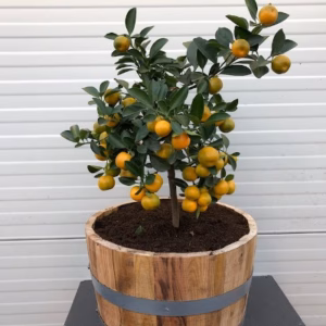 Half wijnvat van 15 liter met Citrus calamondin (Manderijn)