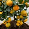 Citrus calamondin (Manderijn)
