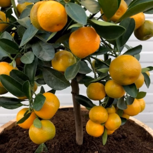 Citrus calamondin (Manderijn)