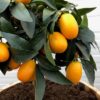 Citrus kumquat