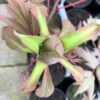 Paeonia suffruticosa rood (boompioen)