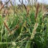 Carex oshimensis 'Everlime' (Zegge)