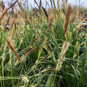 Carex oshimensis 'Everlime' (Zegge)