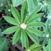 Lupinus Gallery Red (Lupine)