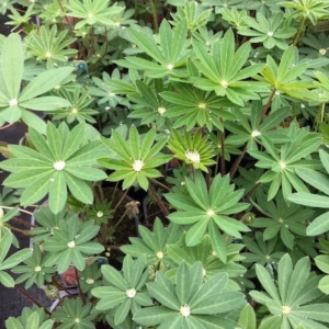 Lupinus Gallery Red (Lupine)