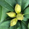 Rhododendron 'Germania'