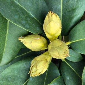Rhododendron 'Germania'