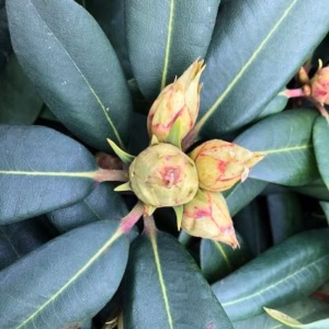 Rhododendron 'Alfred'