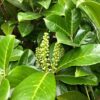 Prunus L. Etna (Laurierkers)