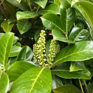 Prunus L. Etna (Laurierkers)