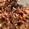 Fagus syl. 'Atropunicea' (Rode Beukhaag)