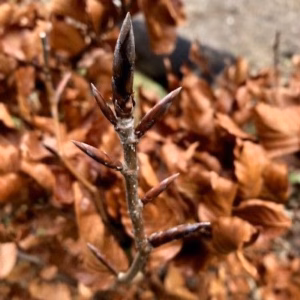 Fagus syl. 'Atropunicea' (Rode Beukhaag)