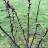 Prunus cistena , (Sierkers)