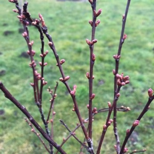Prunus cistena , (Sierkers)