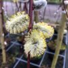 Salix caprea 'Kilmarnock' (Katjes wilg)