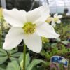 Helleborus niger (Kerstroos)