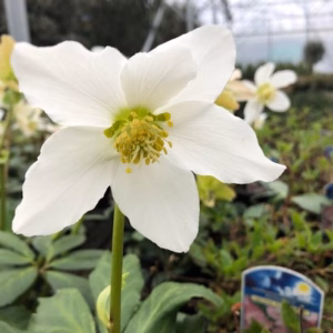 Helleborus niger (Kerstroos)
