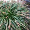 Carex oshimensis Evergreen (Zegge)