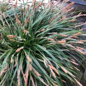 Carex oshimensis Evergreen (Zegge)
