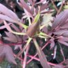 Paeonia suffruticosa roze