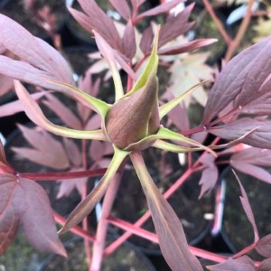 Paeonia suffruticosa roze