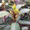 Prunus l. Angustifolia(Portugese Laurierkers)