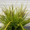 Carex Oshimensis 'Everillo' (Zegge)