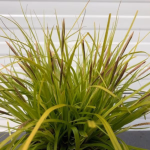Carex Oshimensis 'Everillo' (Zegge)