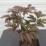 Paeonia l. Karl Rosenfield (Pioenroos)