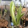 Edgeworthia chrysantha 'Grandiflora' (Papierstruik)