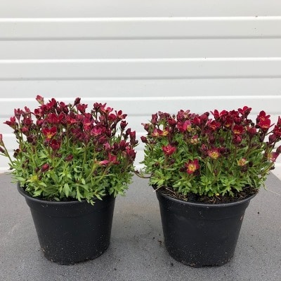 Saxifraga arendsii 'Alpino Red'