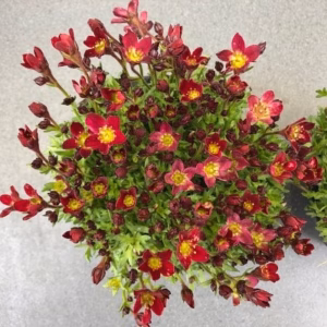 Saxifraga arendsii 'Alpino Red'