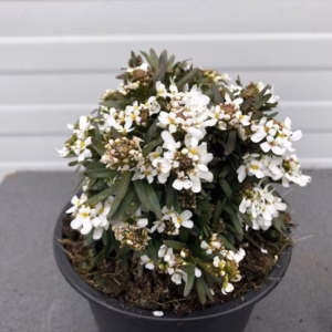 Iberis (Scheefbloem)