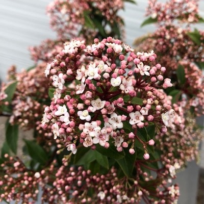 Viburnum