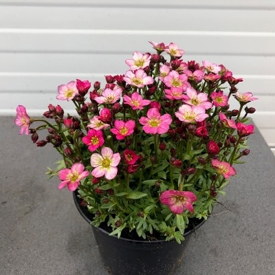 Saxifraga arendsii 'Neon Rose'