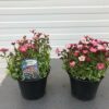 Saxifraga arendsii 'Neon Rose'
