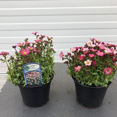 Saxifraga arendsii 'Neon Rose'