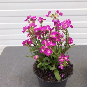 Arabis blepharophylla 'Rose Delight'