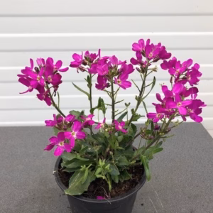 Arabis blepharophylla 'Rose Delight'
