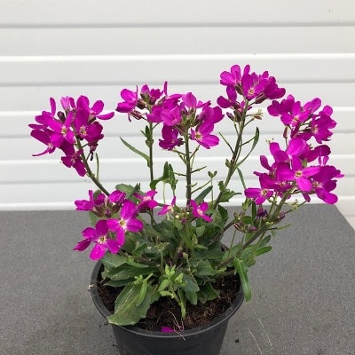 Arabis blepharophylla 'Rose Delight'