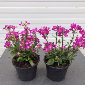 Arabis blepharophylla 'Rose Delight'
